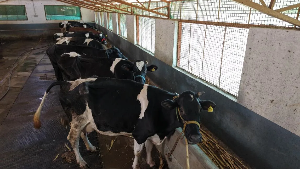 Cattle at Krushi Bhoomi Farms